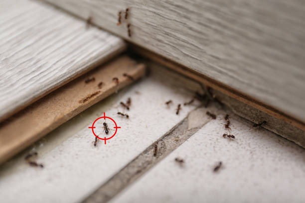 Best Rat Extermination Near Me  in Elizabeth, CO