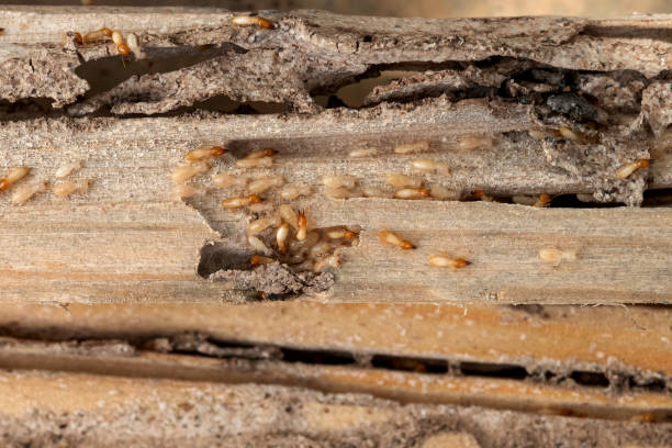 Best Rat Extermination Near Me  in Elizabeth, CO
