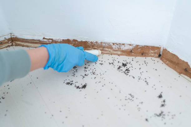 Best Affordable Pest Control Services  in Elizabeth, CO